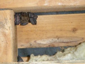 天井裏の壁にへばり付くコウモリ
