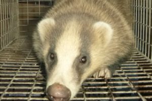 アナグマについて