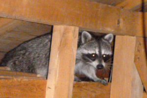 アライグマについて