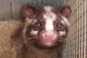 ハクビシンについて