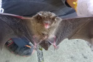 コウモリについて