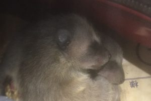 神奈川県横浜市旭区 アライグマ駆除