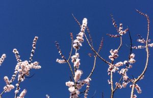 埼玉県戸田市 ハクビシン駆除