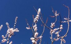 埼玉県戸田市にて見つけた春。梅の花