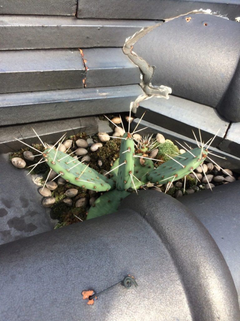 長野県長野市 ハクビシン駆除  害獣・害虫駆除の専門家、駆除ザウルス 