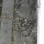 新潟県糸魚川市 ハクビシン駆除