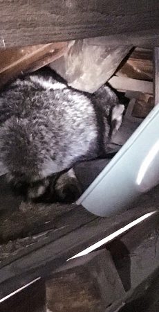 埼玉県所沢市 アライグマ駆除