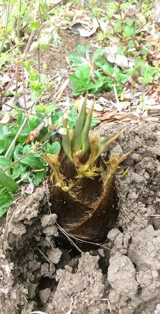 茨城県坂東市 ハクビシン駆除