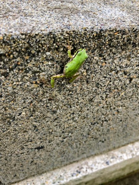 茨城県　下妻市　コウモリ駆除